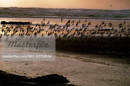 Oiseaux survolant la côte de l'océan Pacifique, l'état de Washington, États-Unis d'Amérique (États-Unis d'Amérique), Amérique du Nord