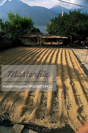 Coffee beans drying in the sun, San Pedro, Atitlan Lake, Guatemala, Central America