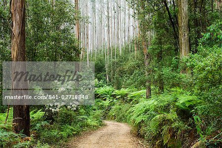 Route à travers la forêt tropicale, le Parc National des Yarra Ranges, Victoria, Australie, Pacifique