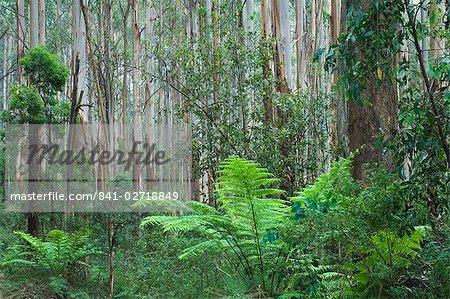 Forêt, Parc National des Yarra Ranges, Victoria, Australie, Pacifique