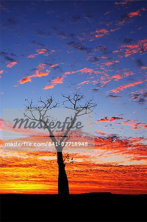 Boab Baum bei Sonnenaufgang, Kimberley, Western Australia, Australien, Pazifik