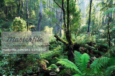 Forêt tropicale, les monts Dandenong, Victoria, Australie, Pacifique