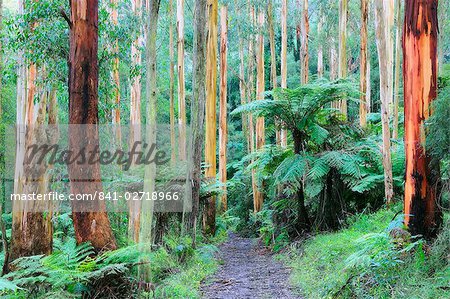 Path through forest, Dandenong Ranges, Victoria, Australia, Pacific