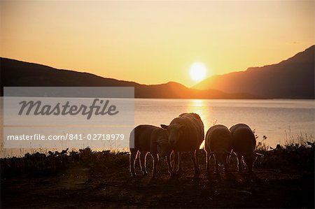 Sheep silhouetted against the midnight sun, Astafjorden, Troms, Norway, Scandinavia, Europe