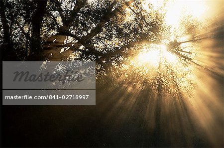 Lichtstrahlen durch Bäume, Grafrath, Bayern, Deutschland, Europa