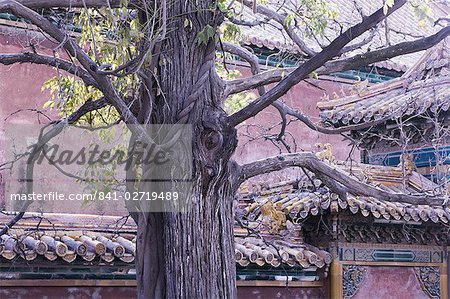 Baum und architektonischen Details, die Verbotene Stadt (Palace Museum), Beijing, China, Asien
