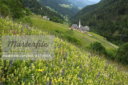 Alpine wild flower meadow, Dolomites, Italy, Europe