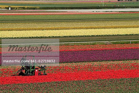 Travaillant dans les rangs de la tulipe dans les champs de tulipes, près de Lisse, Hollande (Pays-Bas), Europe