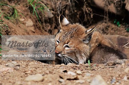 Rotluchs (Lynx Nufus) Mutter mit 21 Tage alten Kätzchen, in Gefangenschaft, aus Sandstein, Minnesota, Vereinigte Staaten von Amerika, Nordamerika