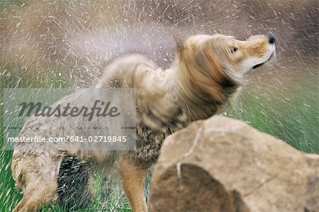 Coyote (Canis latrans), in captivity, Sandstone, Minnesota, United States of America, North America