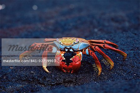 Sally lightfoot crabe (Grapsus grapsus), Île Fernandina, Amérique du Sud, aux îles Galapagos, Equateur