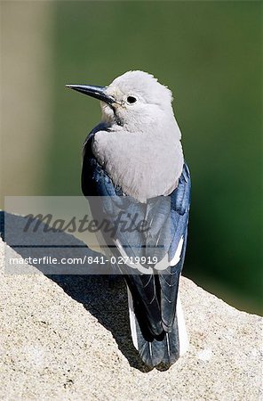 Clark's nutcracker (Nucifraga columbiana), Rocky Mountain National Park, Colorado, United States of America, North America