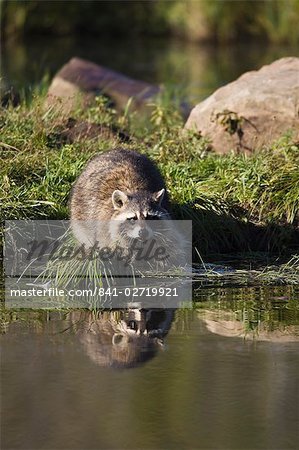 Raccoon (racoon) (Procyon lotor) at waters edge with reflection, in captivity, Minnesota Wildlife Connection, Minnesota, United States of America, North America