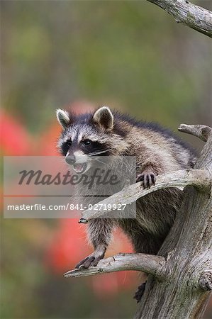 Raton laveur (racoon) (Procyon lotor) dans un arbre avec une bouche ouverte, en captivité, la connexion de la faune du Minnesota, Minnesota, États-Unis d'Amérique, Amérique du Nord