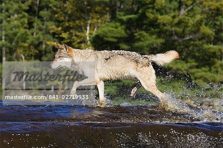 Graue Wolf (Canis Lupus), ausgeführt durch Wasser, in Gefangenschaft, Minnesota Wildlife Anschluss, Sandstein, Minnesota, Vereinigte Staaten von Amerika, Nordamerika