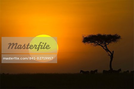 Sunset with an acacia on the horizon, Masai Mara Game Reserve, Kenya, East Africa, Africa