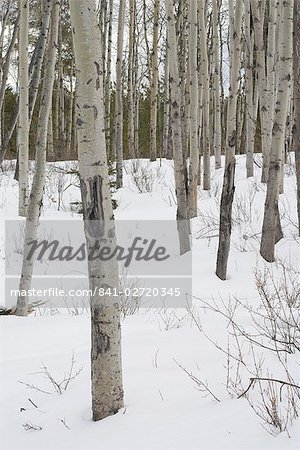 Arbres dans la neige au lac Pyramid, Parc National Jasper, patrimoine mondial de l'UNESCO, montagnes Rocheuses, Alberta, Canada, Amérique du Nord