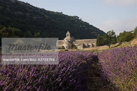 Senanque Abbey und Lavendel, Feld, Vaucluse, Provence, Frankreich, Europa