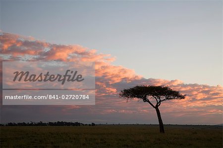 Masai Mara National Reserve, Kenya, East Africa, Africa