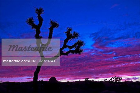 Joshua tree at sunset, Jumbo Rocks area, Joshua Tree National Park, California, United States of America, North America