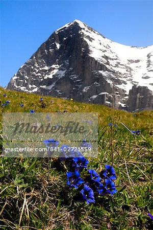 Gentians, Alpine flowers in front of the Eiger, Kleine Scheidegg, Bernese Oberland, Swiss Alps, Switzerland, Europe