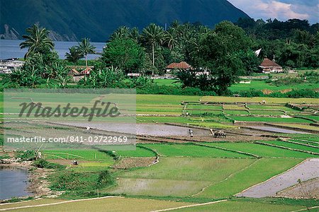 Paddy fields at Tuk Tuk, Samosir Island, lake Toba, Sumatra, Southeast Asia, Asia