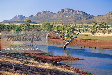 Eucalyptus dans un billabong, Parc National de Flinders Range, Australie-méridionale, Australie Eucalyptus dans un billabong, Parc National de Flinders Range, Australie-méridionale, Australie