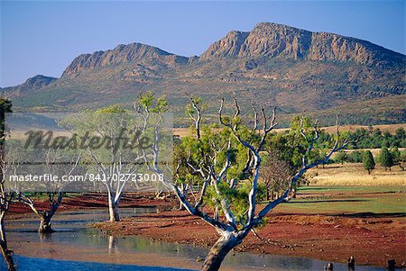 Gum trees in a billabong at Rawnsley and the south west escarpment of Wilpena Pound, a huge natural basin, Flinders Ranges National Park, South Australia, Australia