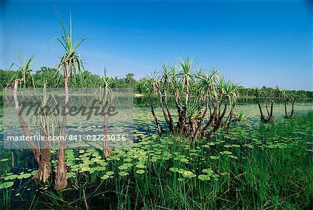 Lily pads and small palms in Annaburroo billabong at the Mary River Crossing near the Arnhem Highway between Darwin and Kakadu, The Top End, Northern Territory, Australia, Pacific