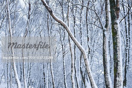 Hänge-Birke Bäumen bedeckt im Schnee, Glen Etive, Highlands, Schottland