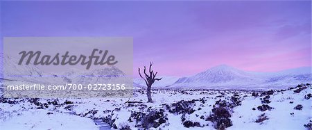 Arbre mort sur Rannoch Moor en hiver à l'aube, Highlands, Ecosse