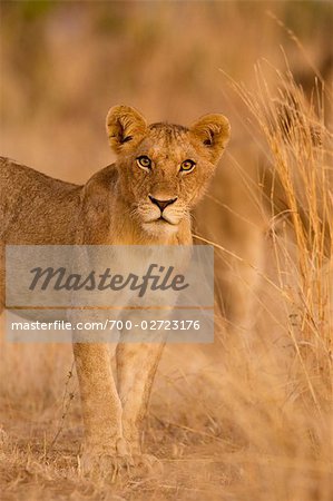 Young Lion, Ruaha National Park, Tanzania