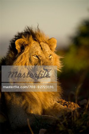 Lion, Masai Mara, Kenya