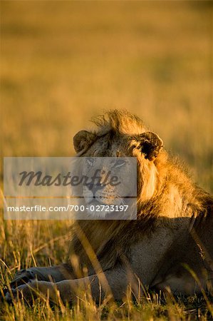 Löwe, Masai Mara, Kenia