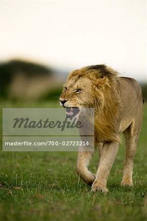 Lion, Masai Mara, Kenya