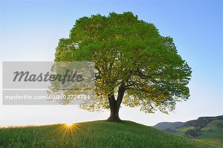 Einzelne Linde bei Sonnenaufgang, Schweiz