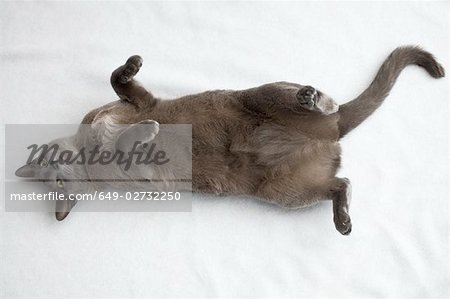 Katze auf den Rücken Rollen