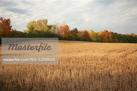 Grain Field in Autumn, Ontario, Canada
