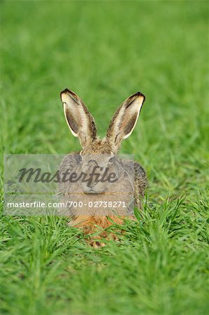 Brown Hare in Grass