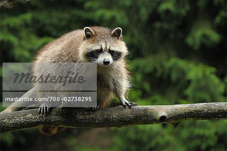 Raccoon on Branch