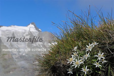 Edelweiss with Grossglockner in Background, Hohe Tauern, Austria