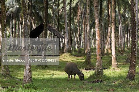 Siargao Island, Surigao del Norte, Mindanao, Philippines