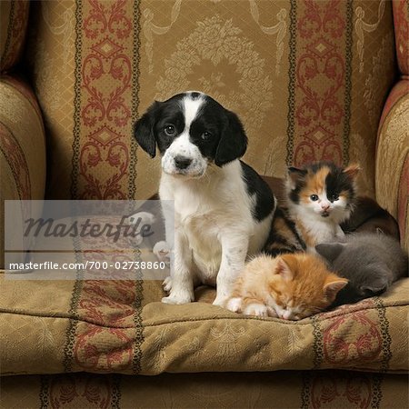 Welpen und Kätzchen sitzend auf einem Stuhl