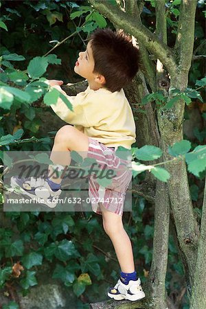 Little boy climbing tree