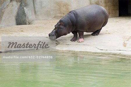 Hippopotame (Hippopotamus amphibius)