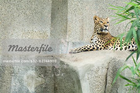 Amur leopard (Panthera pardus orientalis)