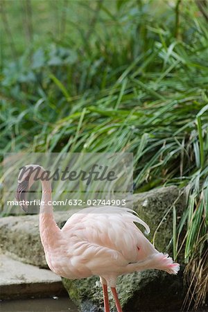 Moindre flamant rose (Phoenicopterus minor), dans le zoo
