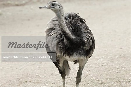 Nandu (Rhea Americana)