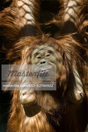 Female orangutan (Pongo pygmaeus)