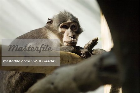 Monkey crouching on branch